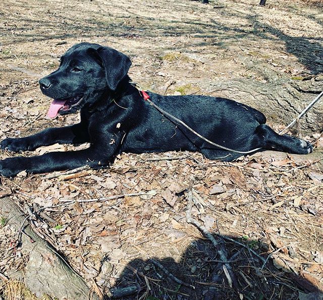 ZacSmall_'s tweet photo. We all need to live more dog-like.
Total immersion & appreciation for the moment.
No grudges
No regrets
Total focus on the next Pat on the head, run on the belly, or meal.
Itโs a good way to live.
#puppy #labrottie #instadog #dog #dogsofinstagram https://t.co/qBNAdD0nrm https://t.co/9PgJWDnFNf