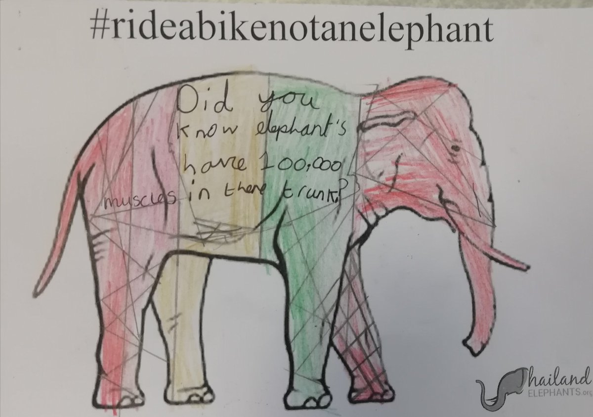 MrsEmeryPE's tweet image. More amazing elephant facts from Catterick class 🐘
#rideabikenotanelephant