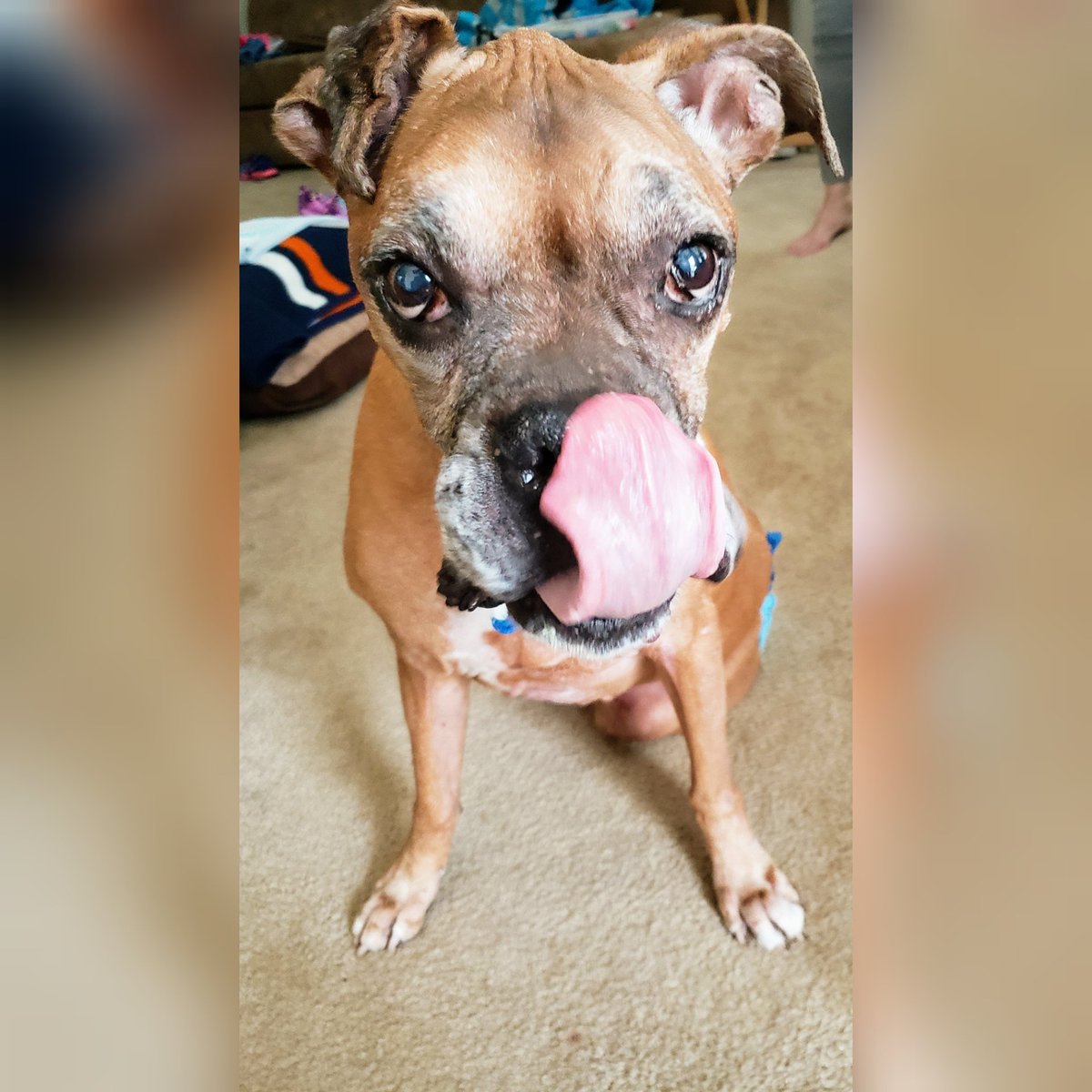 Katina826's tweet photo. Happy 13th Birthday to my sweet boy, Kassius! He loves his cake &amp; bone from the #CanineCafeCharlotte #SeniorBoxer #BoxersAreTheBest #BoxerDog #LoveHim https://t.co/5JizKICSN7