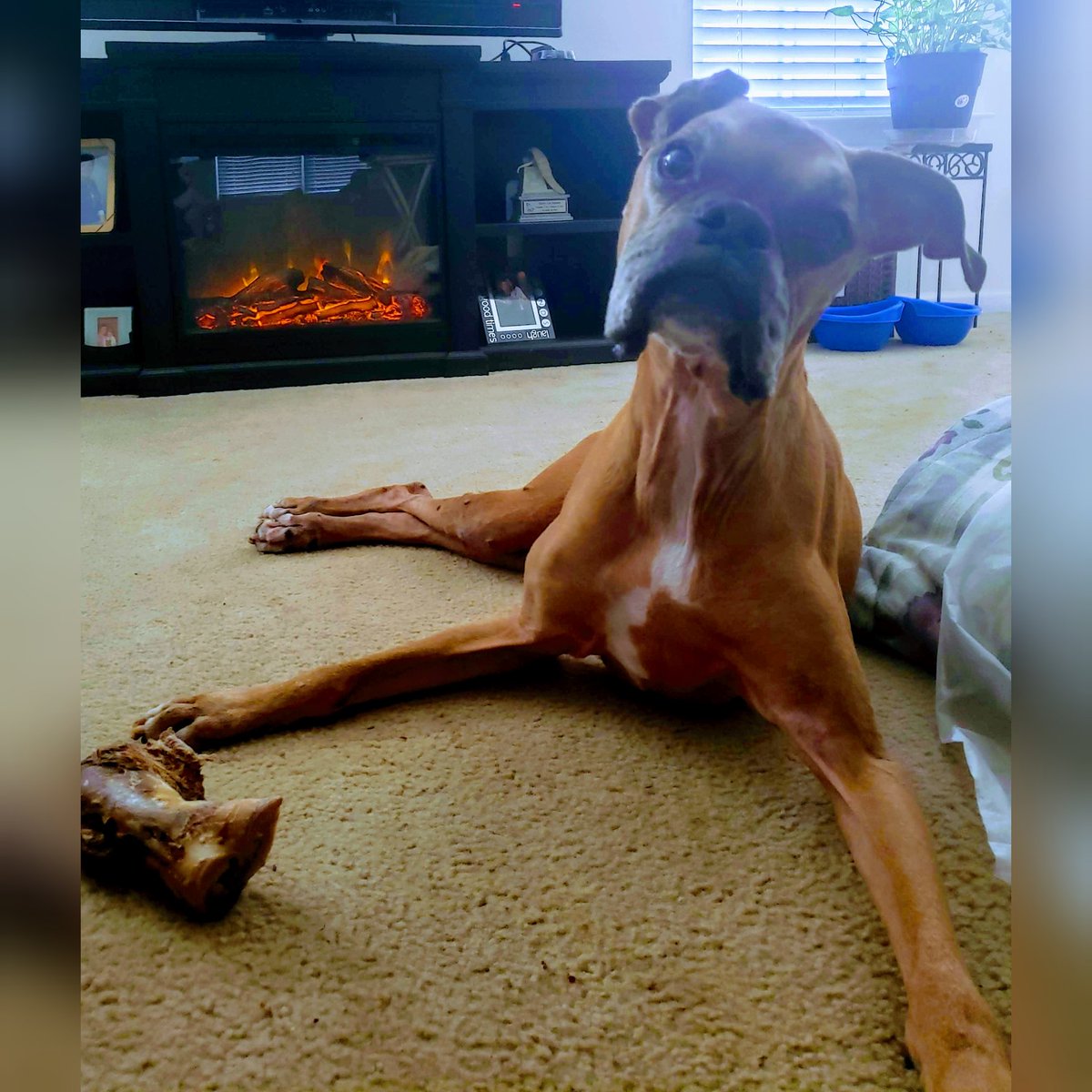 Katina826's tweet photo. Happy 13th Birthday to my sweet boy, Kassius! He loves his cake &amp; bone from the #CanineCafeCharlotte #SeniorBoxer #BoxersAreTheBest #BoxerDog #LoveHim https://t.co/5JizKICSN7