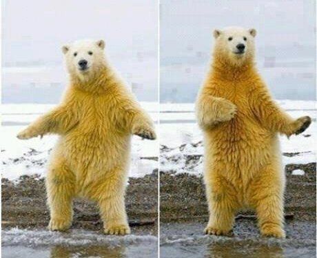 IntegrityBnRoof's tweet photo. Here is a dancing bear for your Monday. You're welcome. #GrinandBearIt https://t.co/Opp7Viuu1E