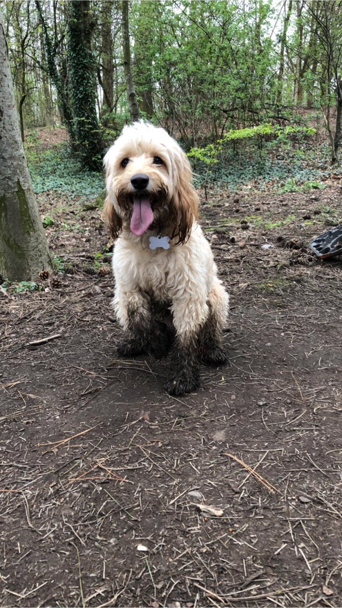 BizGrowth4U's tweet photo. @JerryLangDJ do you have any dog washing music. https://t.co/ehJYtP3ex4