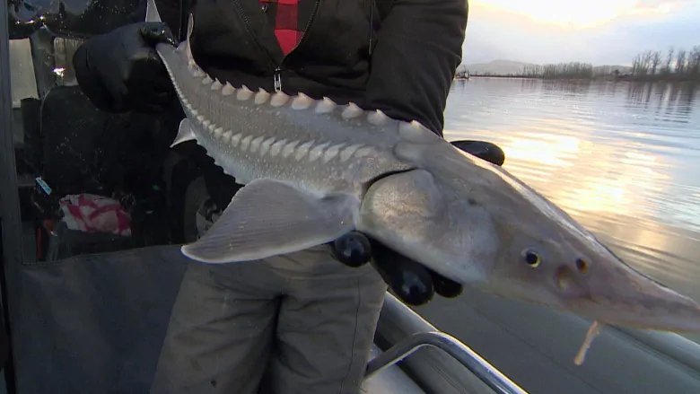 Fraser River sturgeon decline prompts #fishing closures | CBC News cbc.ca/news/canada/br…