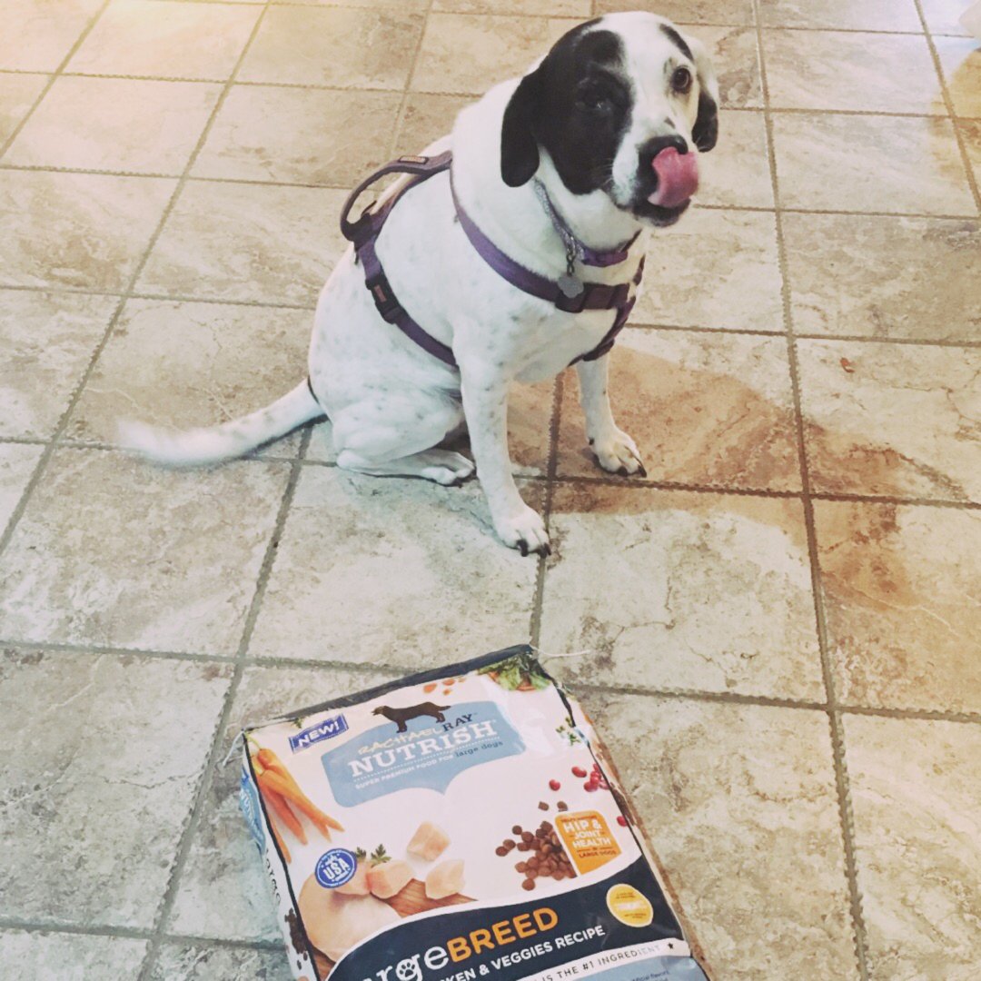 behold_turtle's tweet image. Chloe thinks the food she got from  @Influenster is pretty tasty! #NutrishPets #complimentary