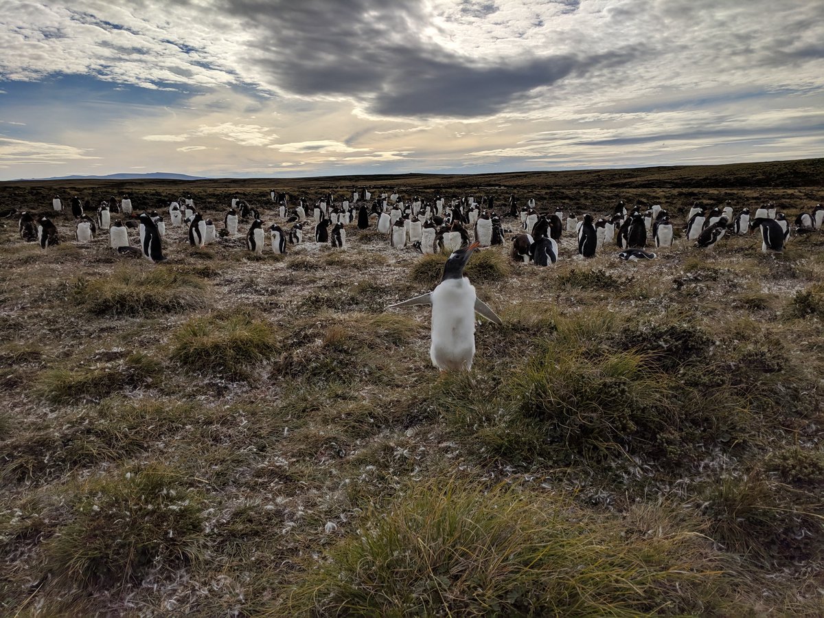 lellielesley's tweet photo. The phone was found so here's a happy teenage penguin flapping at us to celebrate! #WhalePoint #Gentoos https://t.co/FQtYxkxvTr
