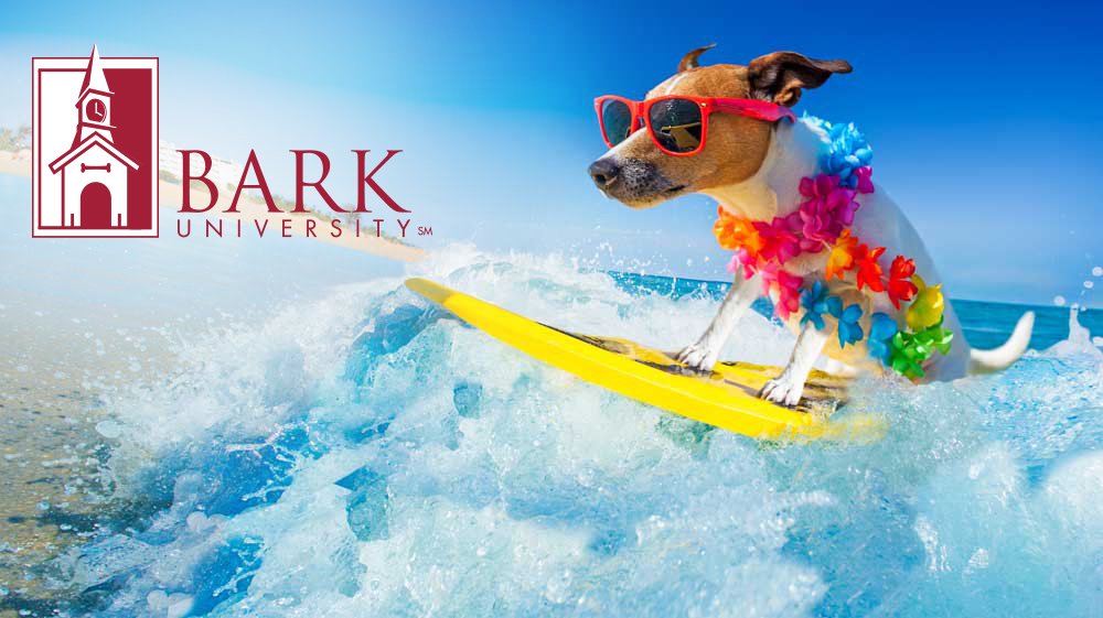 ParkUniversity's tweet photo. Did you know Bark University offers summer classes so you can get ahead of the pack? Enroll for #BarkU at https://t.co/9o8RhgkLT3. https://t.co/kUMxwSy8bF