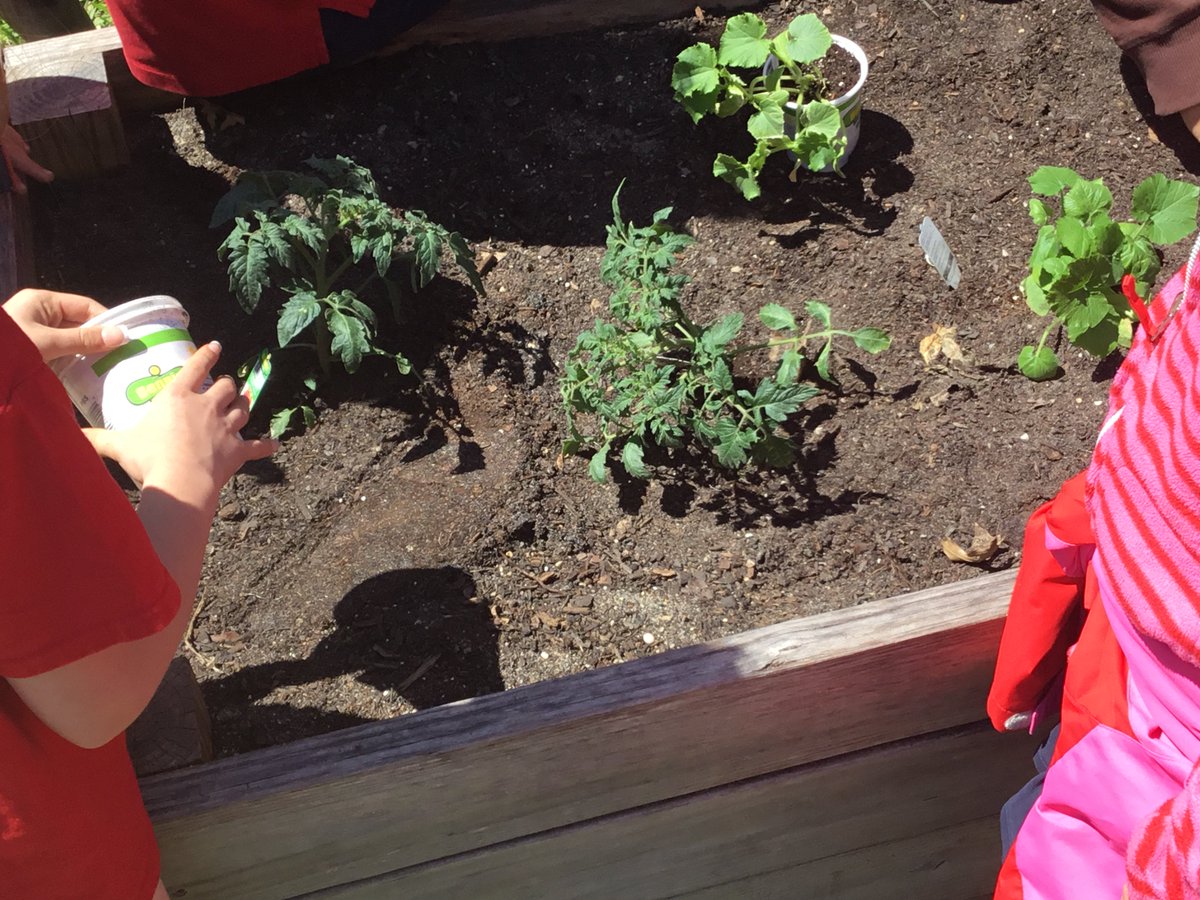 CM1A_US_EBNOLA's tweet image. #jardinCM1 #classedugout Aujourd&apos;huui, on a planté notre 2ème génération de plantes: 2 plants de tomates, 6 pieds de poivrons doux, 1 plant de concombre et 2 plants de courgettes. Nous ne sommes pas certains de pouvoir récolter nos légumes avant la fin de l&apos;année. La classe