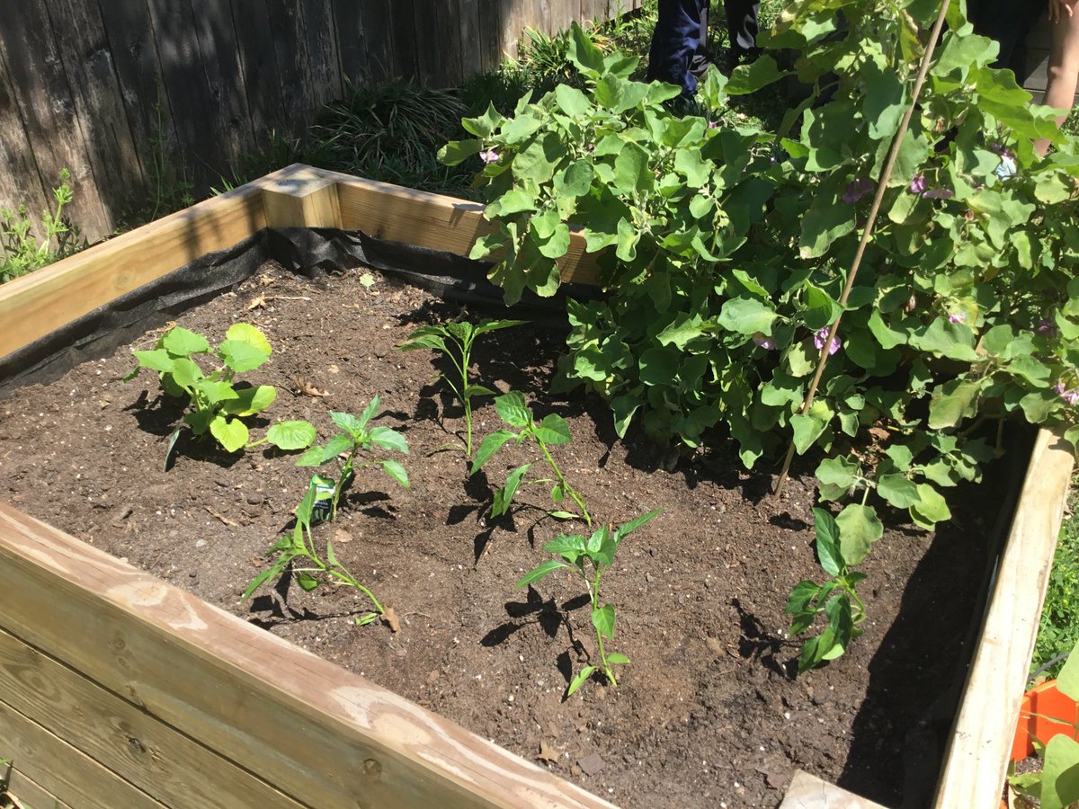 CM1A_US_EBNOLA's tweet image. #jardinCM1 #classedugout Aujourd&apos;huui, on a planté notre 2ème génération de plantes: 2 plants de tomates, 6 pieds de poivrons doux, 1 plant de concombre et 2 plants de courgettes. Nous ne sommes pas certains de pouvoir récolter nos légumes avant la fin de l&apos;année. La classe