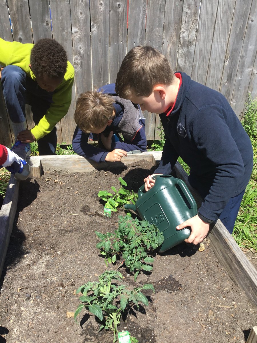 CM1A_US_EBNOLA's tweet image. #jardinCM1 #classedugout Aujourd&apos;huui, on a planté notre 2ème génération de plantes: 2 plants de tomates, 6 pieds de poivrons doux, 1 plant de concombre et 2 plants de courgettes. Nous ne sommes pas certains de pouvoir récolter nos légumes avant la fin de l&apos;année. La classe
