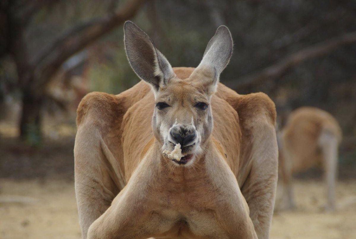 renegade_roo's tweet photo. Nom Time!!
#NyomNyomNyom https://t.co/aPgef81mFj