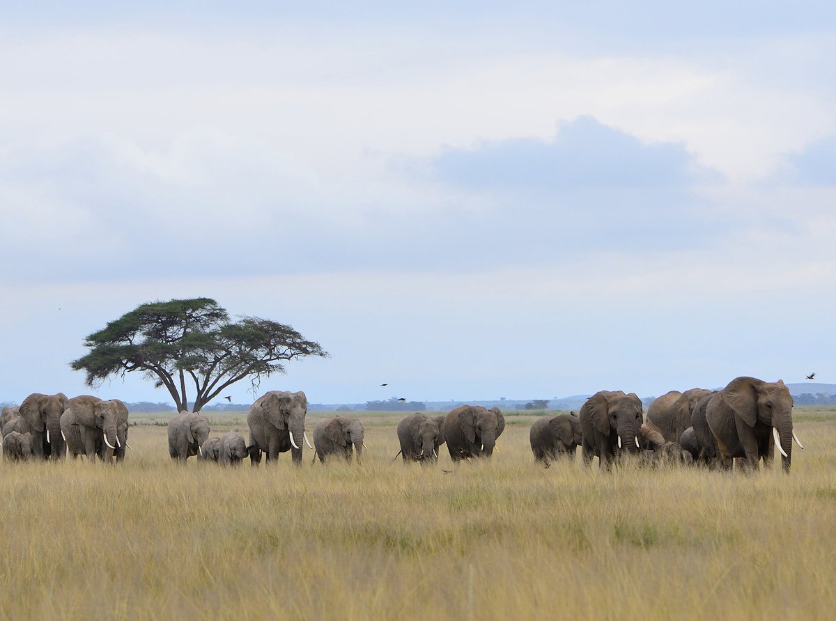 AACSafari's tweet photo. Photo Credit: Bill Harker - Elephant family groups are led by a dominant female known as the ‘matriarch’ and consists of related sisters, aunts and their offspring. Serengeti, Tanzania. https://t.co/ush4GNPuH5