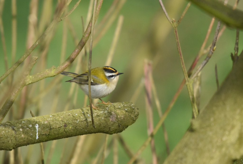 wendyredrobin's tweet image. This little sprite turned up the heat at a cold blowy Old Fall, Flamborough today.
Greek legend&apos;s  &apos;King of Birds&apos; #Kinglet #Firecrest
@FlamboroughBird