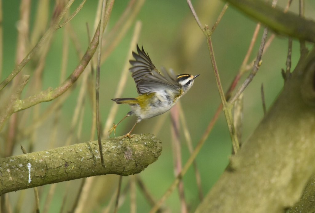 wendyredrobin's tweet image. This little sprite turned up the heat at a cold blowy Old Fall, Flamborough today.
Greek legend&apos;s  &apos;King of Birds&apos; #Kinglet #Firecrest
@FlamboroughBird