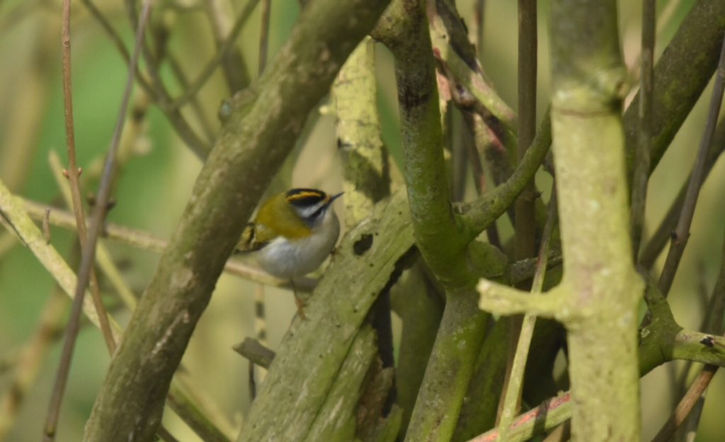 wendyredrobin's tweet image. This little sprite turned up the heat at a cold blowy Old Fall, Flamborough today.
Greek legend&apos;s  &apos;King of Birds&apos; #Kinglet #Firecrest
@FlamboroughBird