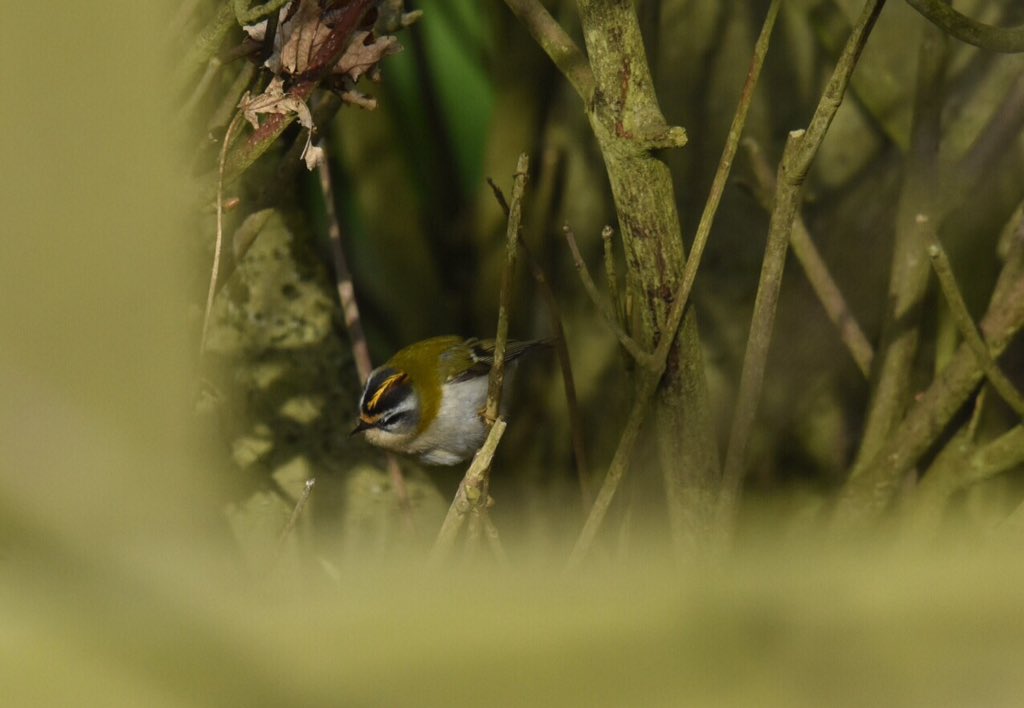 wendyredrobin's tweet image. This little sprite turned up the heat at a cold blowy Old Fall, Flamborough today.
Greek legend&apos;s  &apos;King of Birds&apos; #Kinglet #Firecrest
@FlamboroughBird