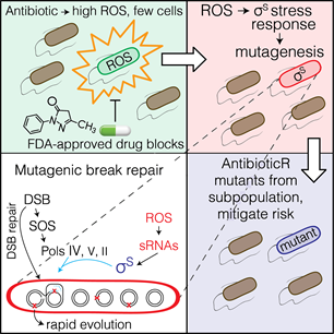 RosenbergLabBCM tweet media