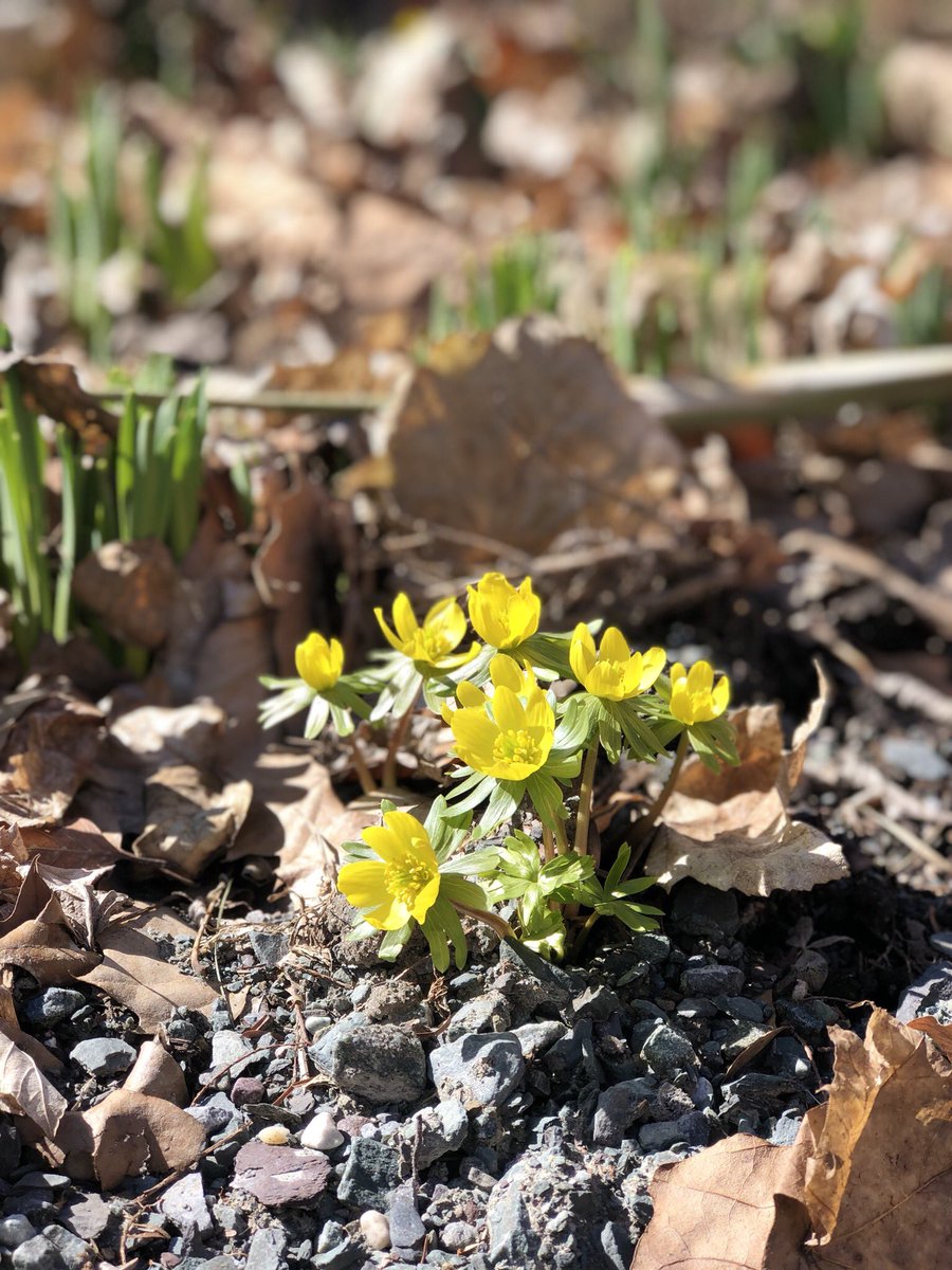Could it be?! Signs of spring over at the Mansion!