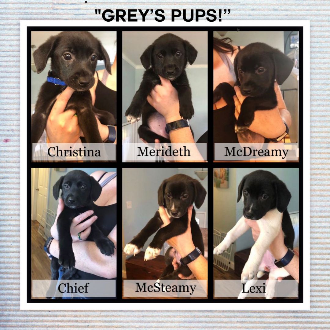 CHNpups's tweet photo. Pup Palooza is happening right now at CHN! We have so many adorable puppies just waiting to find their forever families! Check out available pups and apply for them on our website! #AdoptDontShop #CHNPups https://t.co/JCBwM0keg4