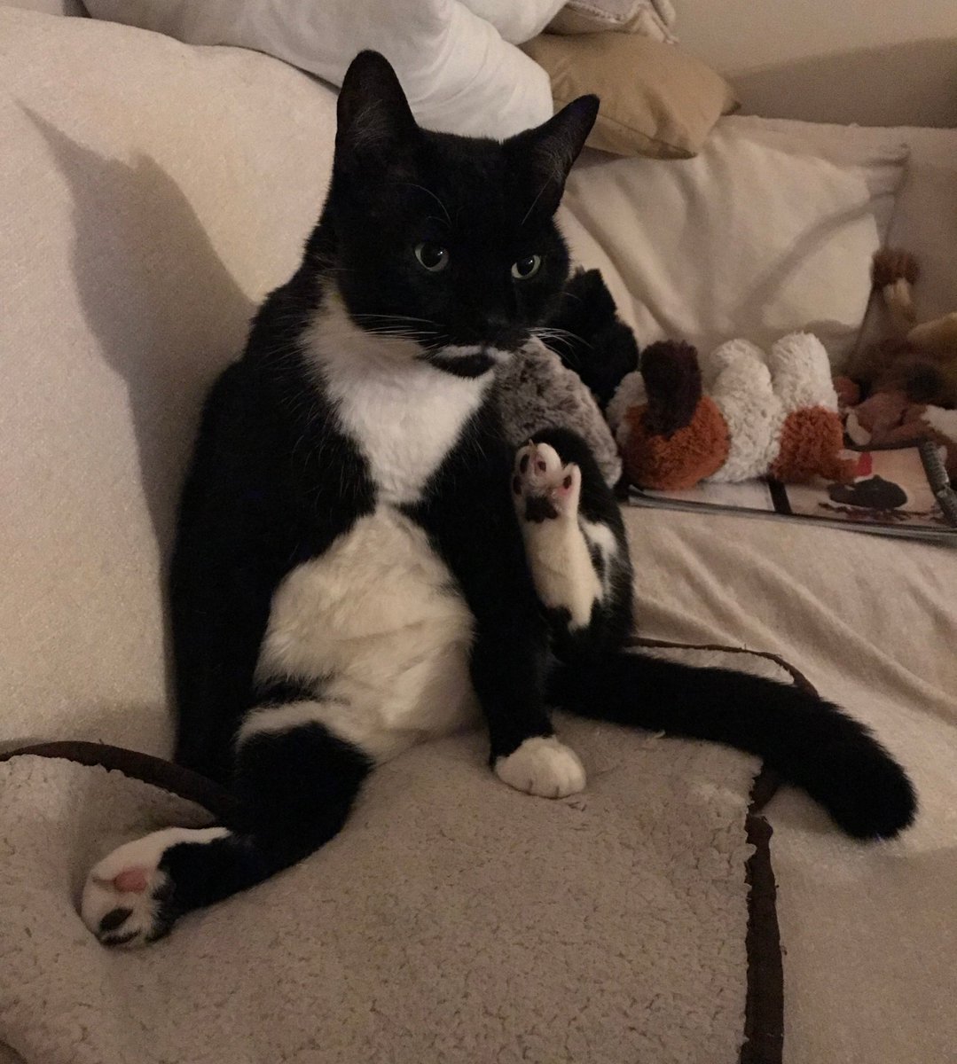 Moustache Cat tweet media