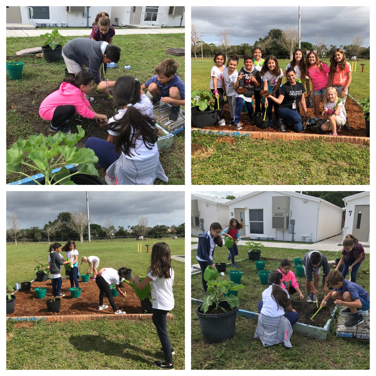 CalusaGreenTeam's tweet photo. Mrs.Santosuosso’s class has some green thumbs! Our newest garden addition is coming along🌻@CalusaES  #nativeplants #greenschoolofexcellence https://t.co/qS3lRtPJTl