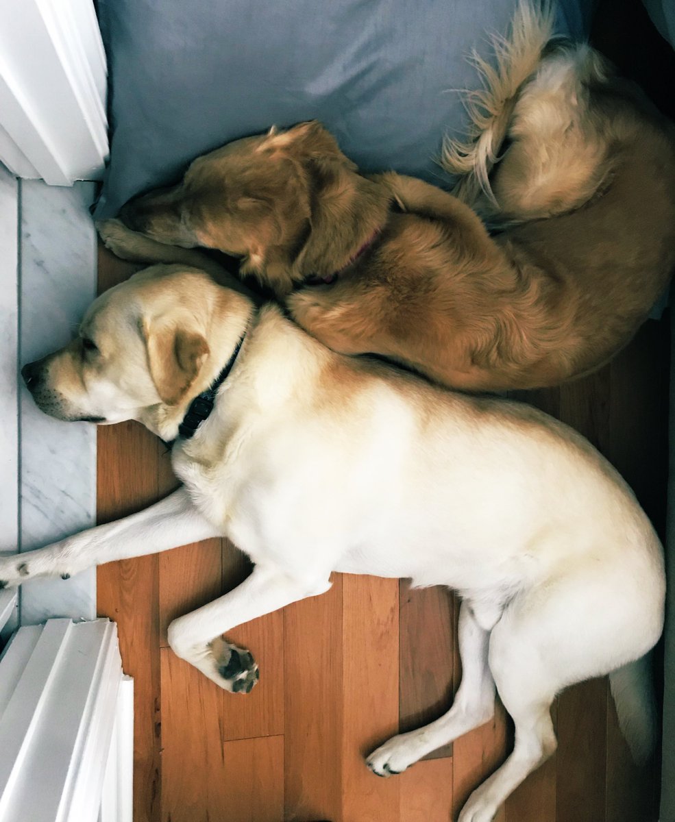 PuppyLondonIV's tweet photo. #ALLmyLife GR mom can see me again humans @TheGoldenRatio4. #PuppyLondon is going to be so pleased. Also: here is victory #2 of the weekend. I got #RyleeInService to cuddle. #WIN
๐ต๏ธโโ๏ธ#PuppyDexter https://t.co/wsdmeXyonm