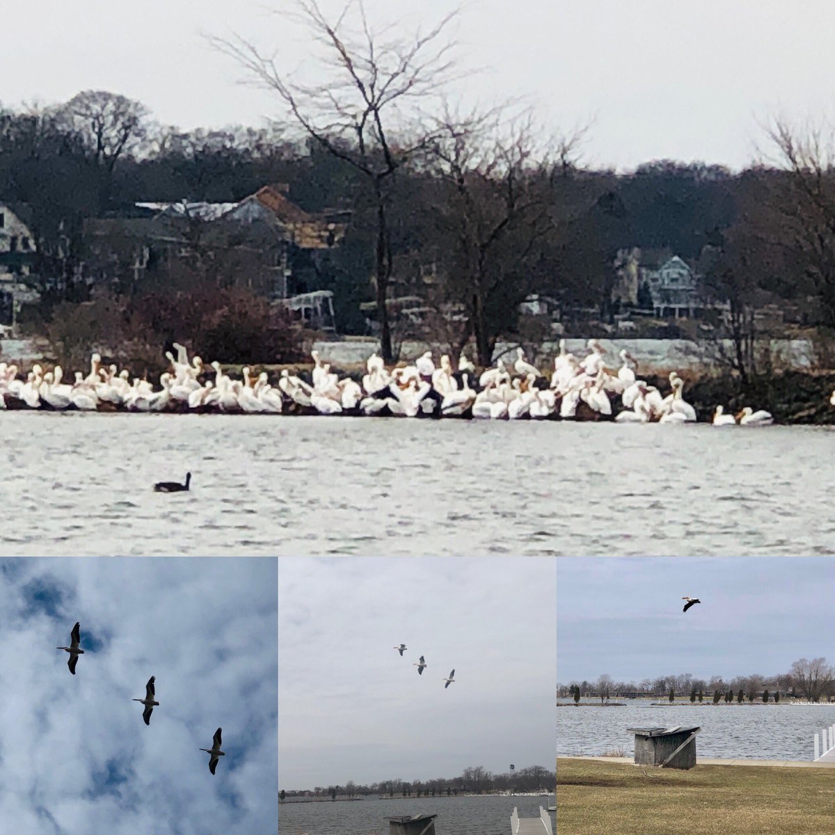 LakeLawnResort's tweet photo. We had hundreds of American White Pelicans in our marina area today! #DelavanLake #DelavanWisconsin #Pelicans #MyLakeGeneva #WisconsinLakes #Wildlife @Mark_Baden @SeversonSally @WISN12News https://t.co/KkvtR2LQEe