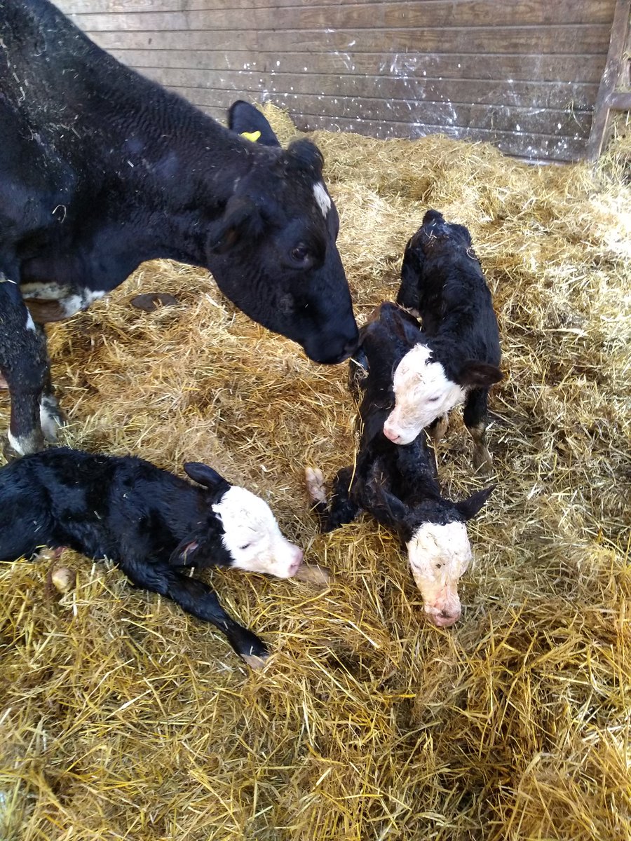 Triplets, a first in my farming carer! #notanaprilfools #threeisacrowd #hereford #teamdairy #calving19