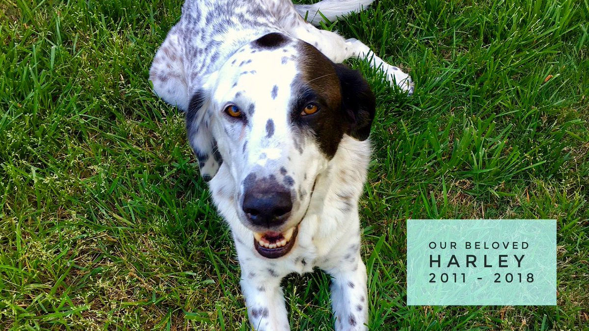CuratingWisdom's tweet photo. If your beloved dog has cancer, you can talk with an expert for support on @whenhub #petcancer #cancersucks https://t.co/5UNgMEoJoO