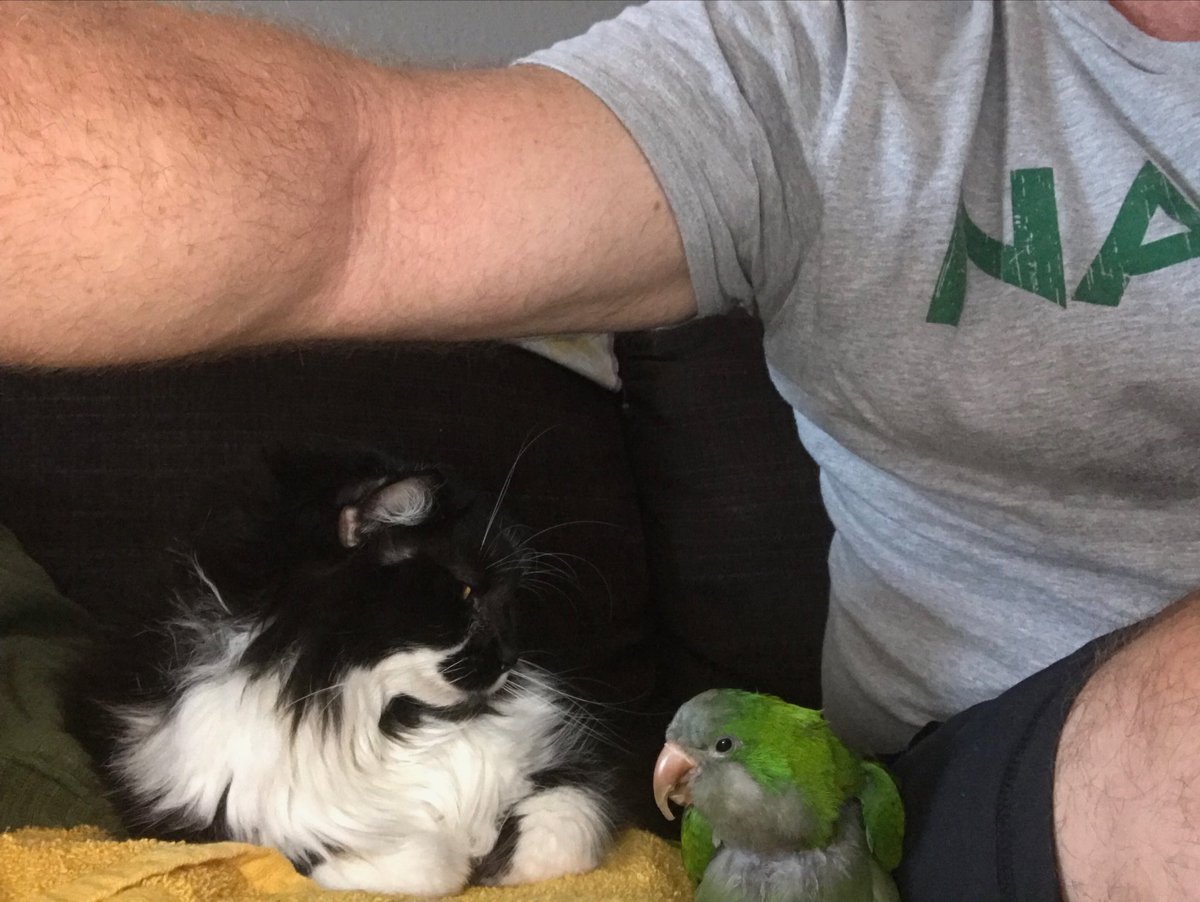 Angeljttriana's tweet photo. #IHXMondayFunDay Cat and Bird bonding aww thanks Randy !! https://t.co/1JcfvKa3YD
