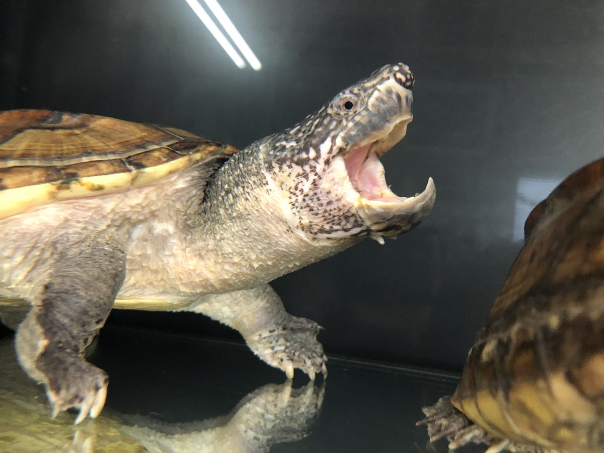 Exotic Animal Reptilian on X