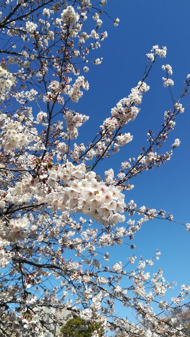 日本一短いモノレールと面白遊具の宝庫 飛鳥山公園 日本最大級のsns映え観光情報 スナップレイス
