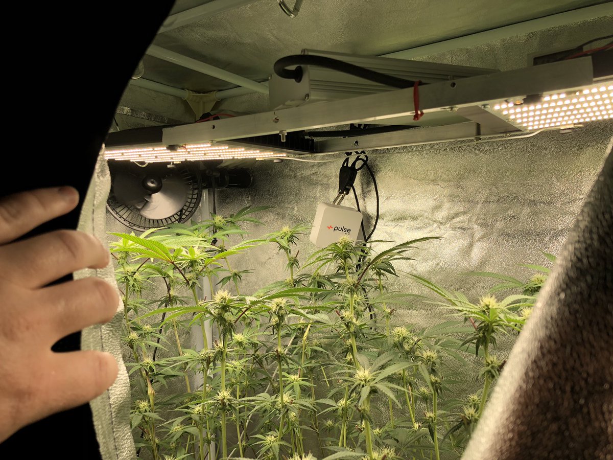 BLGrower's tweet image. Let’s Build an LED Grow Light.
youtu.be/MR-iadGa8QE

Quantum Board 324 V2, 320h-2800ma driver. 

#quantumboards #diyled #led #ledgrowlight