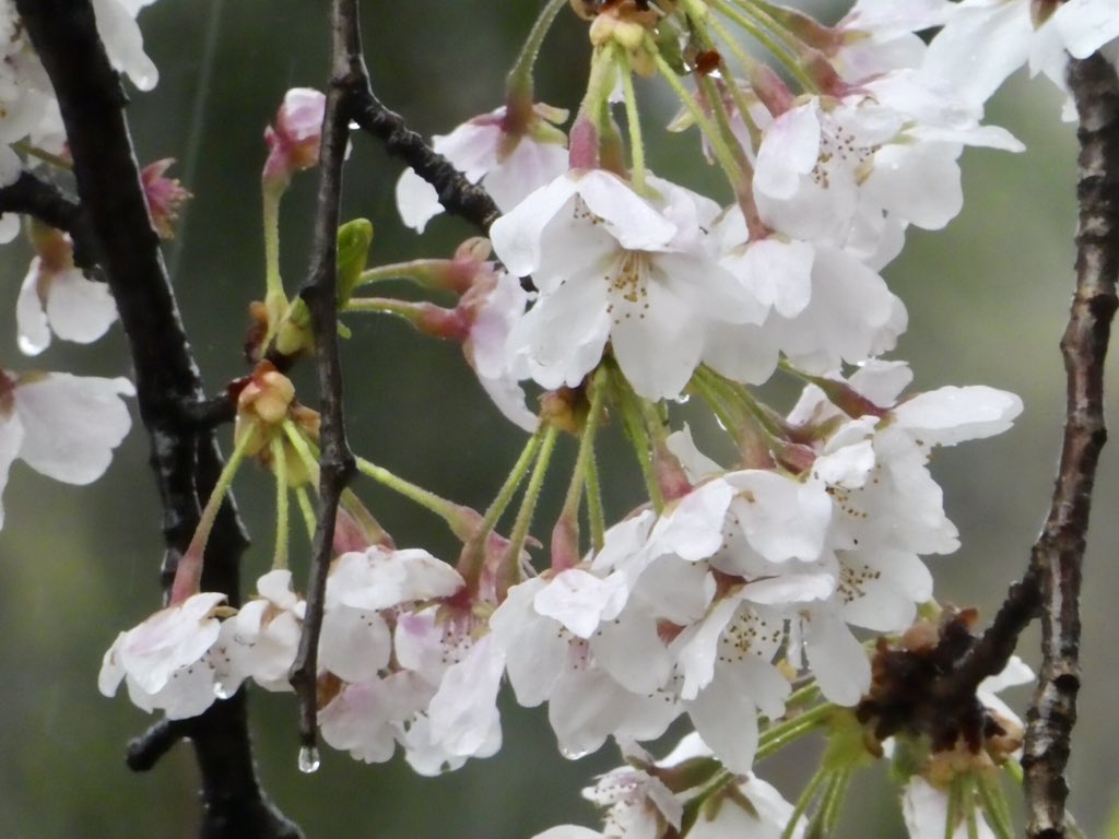 sheenasbit's tweet image. A chance to see the cherry blossom. Too good an opportunity not to take 😉
#Sakura #SankeienGardens #Yokahama #Japan