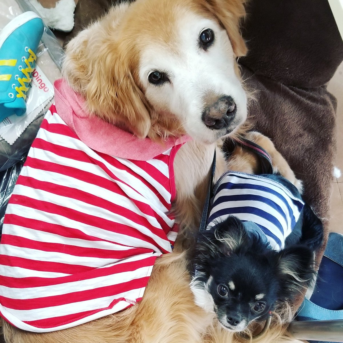 dogeventclub's tweet photo. お揃いのお洋服✨

ついつい、大小で可愛いのがあると買ってしまいます💦
いつものことながら、小型犬サイズは無限に可愛いのがあるのに大型犬用は少ないですよね😭

大型犬もブリブリの洋服着たいぞー(￣0￣)/

#おでか犬
#DECスタッフ犬
#イベント情報⏩https://t.co/A2vduxI8b0 https://t.co/Dxdj57gjvq