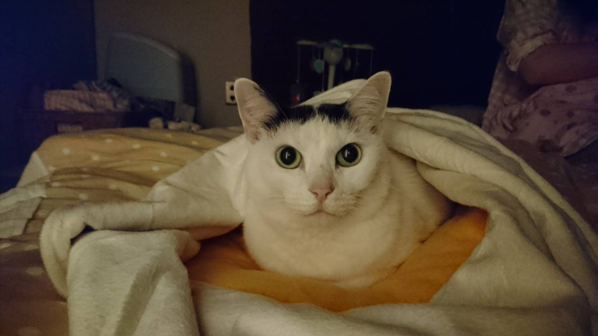 武者小路ミゲル tweet media