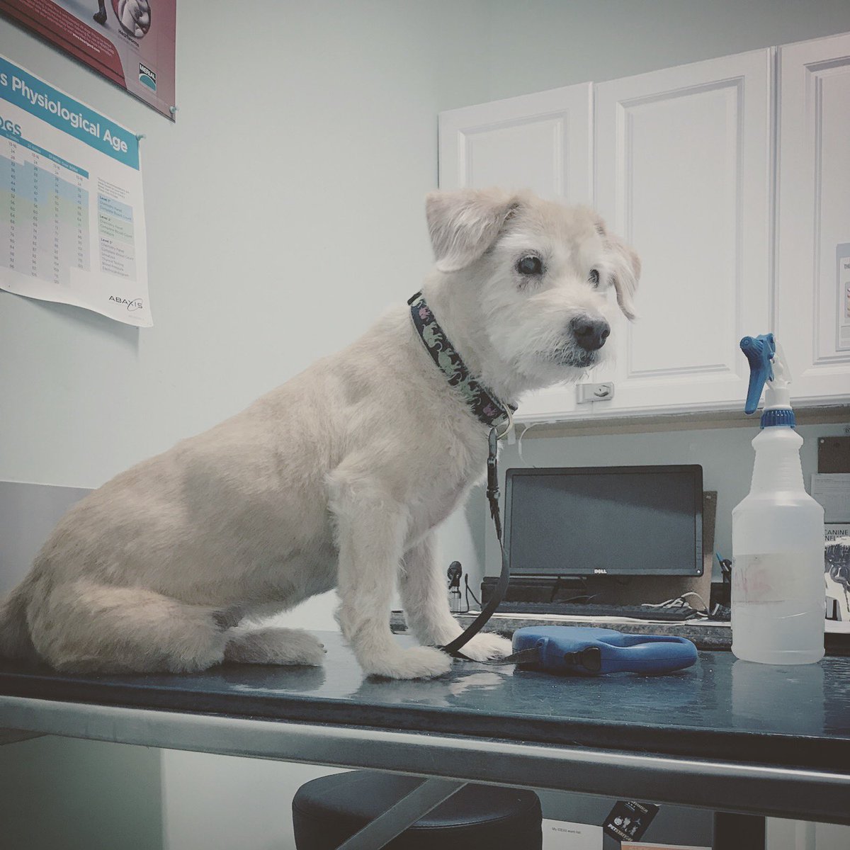 coralwayclinic's tweet photo. Maya it’s here for her chek-up. #fleaprevention #interceptorplus #bravecto #cytopoint #elanco #merck #coralwayanimalclinic https://t.co/qnY45Y4nLX