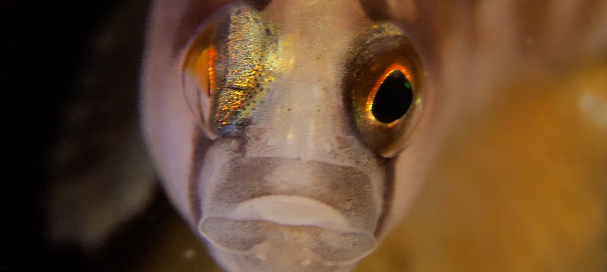 UW_filming's tweet photo. Gunnel, funny name😁🐟But what a star, when behavaving so well when filmed 📷more film about this Fish and more Marinelife in out new page😊#fish #fisk #underwater #underwaterfilming #dkgreen #ocean #marinelife #macro #gunnel #filmproduction #wildlife #winter #Denmark #spring https://t.co/UTLEXF96r8