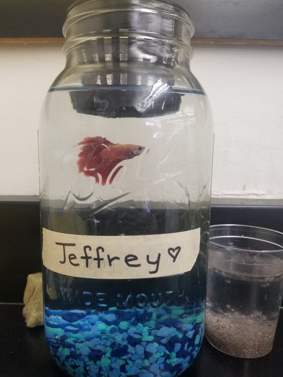 jfavela3's tweet photo. Launching English/Bio/Digital Media collab. Project. Stop Motion Anim. Aquaponics with Chia and Betta Fish. Checking pH, Temp, Sprouting Chia. #ecosystem #sustainability #bettafish  @emramos312 @pdoliver23 @SDOAPantherNT https://t.co/SmGFOZpoI8
