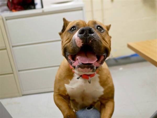 KeithOlbermann's tweet photo. RTs CAN SAVE MINNIE FROM THE END, TOMORROW. Volunteers rave about her warmth, ease with other dogs, personality. But without a NYC-area adopter/foster or our pledges via @chortletown to entice a Rescue we lose her. Share her story - so PLEASE RT https://t.co/Ufl5V1GRjr https://t.co/tPuxisYqOR