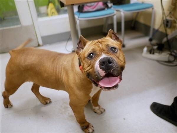 KeithOlbermann's tweet photo. RTs CAN SAVE MINNIE FROM THE END, TOMORROW. Volunteers rave about her warmth, ease with other dogs, personality. But without a NYC-area adopter/foster or our pledges via @chortletown to entice a Rescue we lose her. Share her story - so PLEASE RT https://t.co/Ufl5V1GRjr https://t.co/tPuxisYqOR