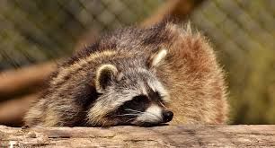 SummitES's tweet photo. Are you seeing these masked bandits around your home? Call us now for a free inspection of your living space to ensure they have not intruded into your space. (540)659-1112 https://t.co/xqA0zIAxk9