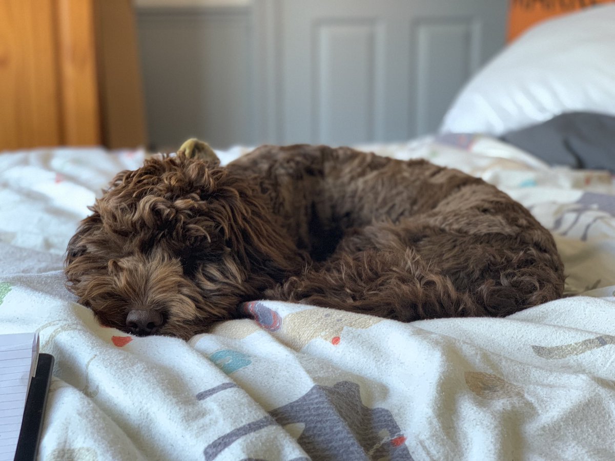 graphixs_uk's tweet photo. Look who I found sleeping upstairs in one of the bedrooms! 🐶 🔸 https://t.co/14qspUntOr