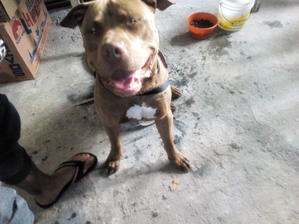 rafael_soto_'s tweet photo. amigos, hay un Pitbull de 11 meses buscando casa, ayúdenos a encontrarla #cdmx #FelizLunes #BienvenidoAbril https://t.co/5ZhCShB7Fz