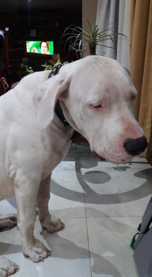 $15.000 para quien de con el paradero de SULTÁN
#Dogo Argentino blanco.
#perdido el SÁBADO 30/3
Zona:Ruta 205 69.500 altura del cementerio de #Cañuelas Extragas, Probiar.
#BsAs

¡¡DIFUNDAN por favor!!
SU FAMILIA ESTÁ DESESPERADA😔

Comunicarse por cualquier dato
2226520289

#RT