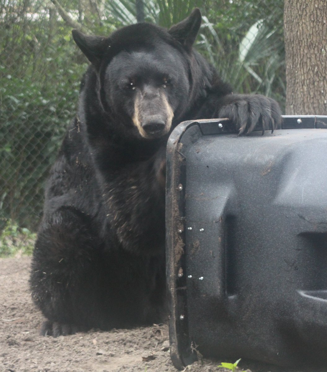 MyFWC's tweet image. Live in bear country? Modify your trash can to make it more difficult for wildlife to access: ow.ly/QWRM30o23gQ