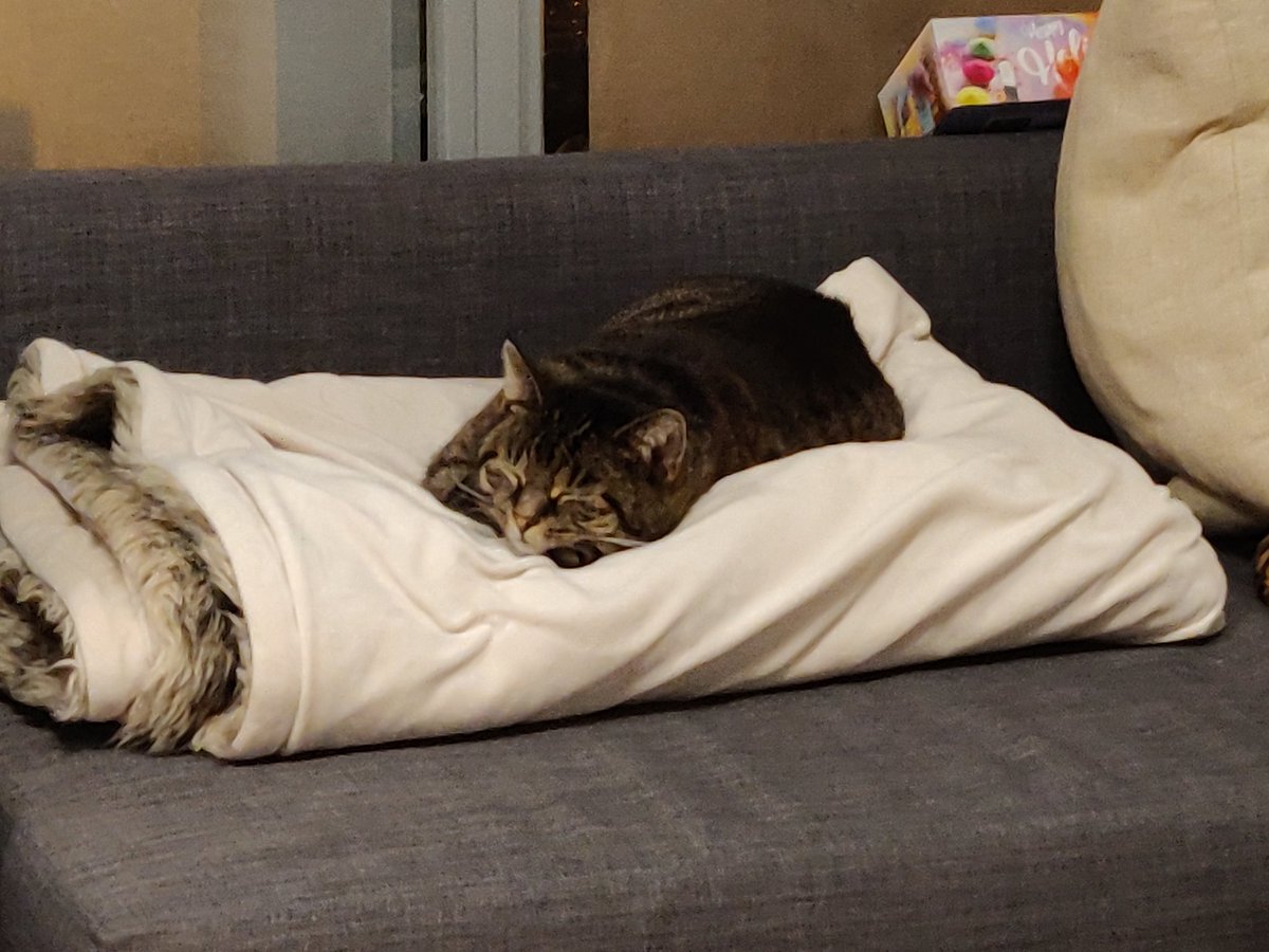 TinkaTheCat42's tweet photo. Schlafi machen https://t.co/J6OgtdLZRt