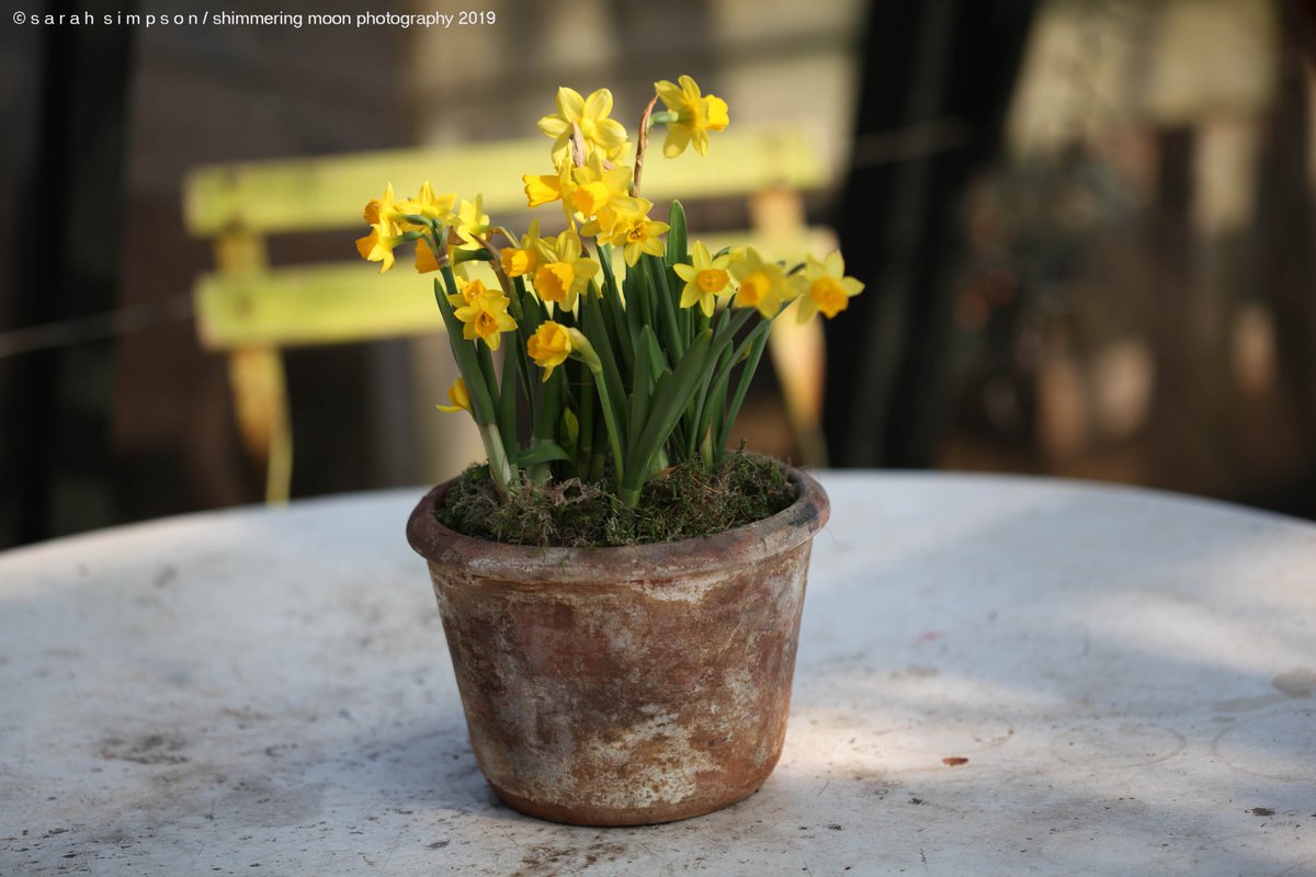 shimmeringmoon_'s tweet photo. Can't walk by a pot of daffs and not take a pic... #springyellow #springflowers https://t.co/tGxwrq77ja