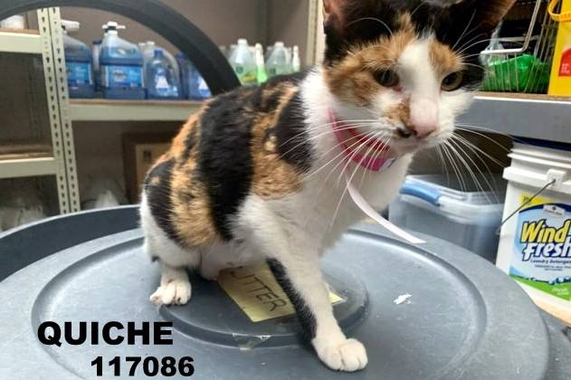 PeterAskin1's tweet photo. Gorgeous calico kitty "Quiche" 117086 in #LaredoTX needs rescue asap! Please pledge for rescue/foster/save! VERY URGENT!
https://t.co/zMnJQeUGAe https://t.co/12LQ3uSqsY