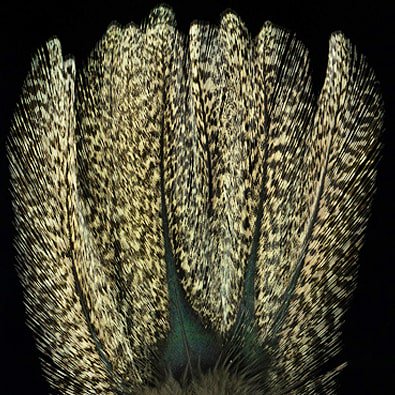 #coqdeleon Rihno Pardo Oscuro
New article in the journal on Gallos de Leon bit.ly/2uFWEIi
#flytying 
#nymphing 
#tying flies 
#troutflies