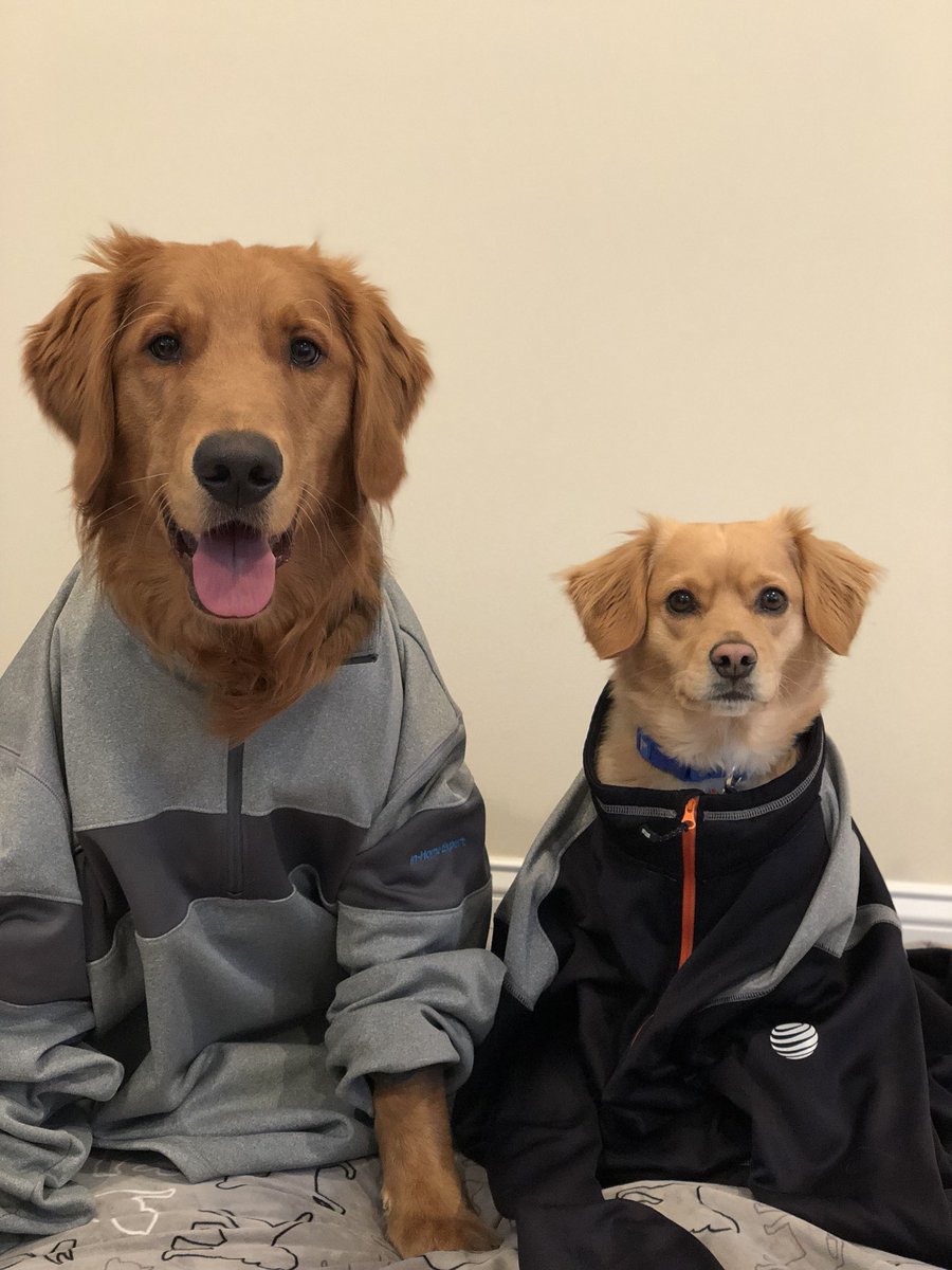 BharathRamnath's tweet photo. Had to wait till I got home to get a picture of my pets/coworkers! I think my clothes are a little big on them! #IHXMondayFunDay #IHXEastElite #IHXPets @czechowhat @Karingarrido2 https://t.co/4qlOqRXeH9